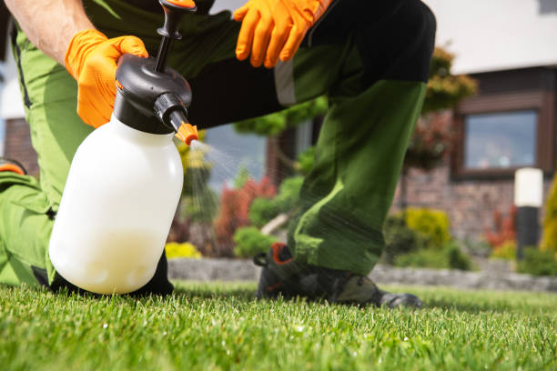 Wasp Removal Services in Elk Creek, KY