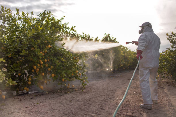 Best Bed Bug Extermination  in Elk Creek, KY