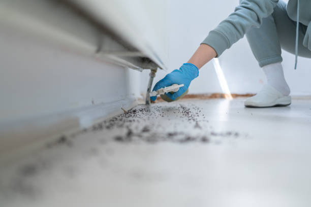 Best Wasp Removal Services  in Elk Creek, KY